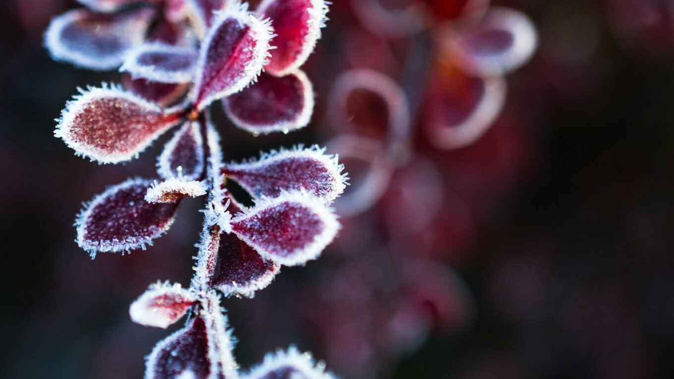 Inspiração em flores para o inverno